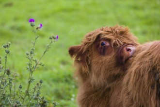 Portrait of a Highland calf (Bos primigenius taurus)