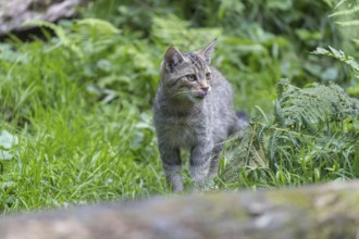 One young european wildcat, Felis silvestris silvestris, standing behind a log in green vegetation