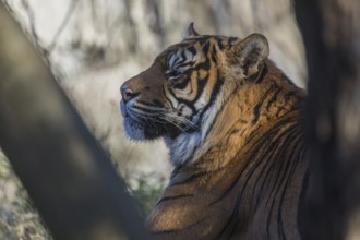 One Sumatran tiger (Panthera tigris sondaica, syn. Panthera tigris sumatrae) resting in dense