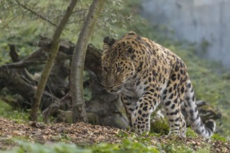 One Amur leopard (Panthera pardus orientalis) walking through green vegetation