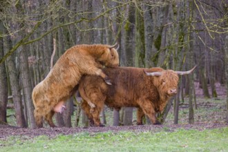 A Highland Cow (Bos (primigenius) in heat mounts a bull