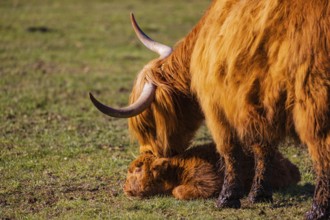 One Highland cow (Bos (primigenius) taurus) stands on a meadow and licks her calf clean