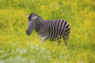 Chapman's zebra (Equus quagga chapmani) grazing on a yellow flowering meadow