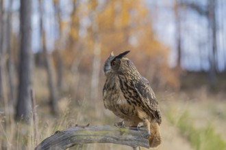 One Eurasian Eagle Owl, Bubo bubo, sitting on a root of a dead tree. A forest in fall foliage in