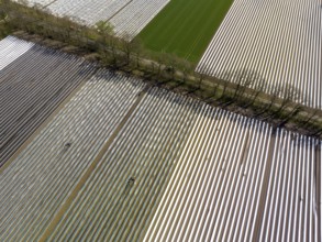 Wesel, North Rhine-Westphalia, Germany, Harvest workers from Eastern Europe harvest the first