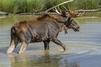 Moose, elk (Alces alces) close-up portrait of bull, male with fully developed antlers crossing
