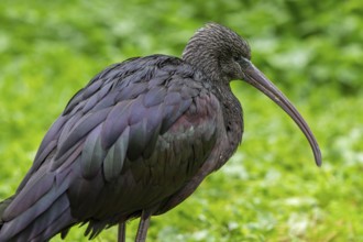 Glossy ibis (Plegadis falcinellus) in non-breeding plumage in autumn, fall