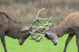 Close-up of two rutting red deer (Cervus elaphus) stags fighting by locking antlers during fierce