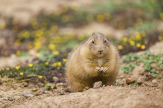 A black-tailed prairie dog (Cynomys ludovicianus) sits upright on sandy ground, observing the