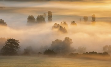 Morning fog at sunrise shines in the first light, trees rise out of the fog, Unstruttal, Freyburg