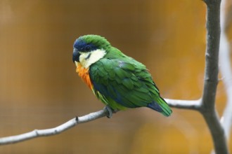 Orange-breasted Fig Parrot (Cyclopsitta gulielmitertii), adult male bird perched on a branch,