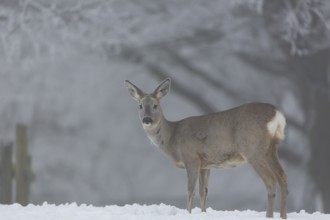 One female Roe Deer, (Capreolus capreolus), walking over a snowy meadow. Snow covered trees in the
