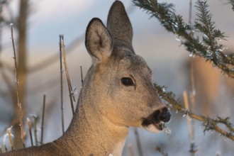 Roe deer between fir trees with hoar frost on the ground at minus 15 °C. Feeding on the needles