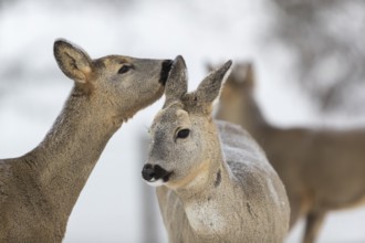 Roe deer grooming each other. White background