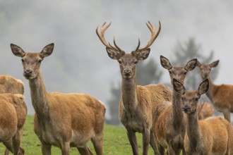 A herd of red deer (Cervus elaphus) standing on a meadow, with dense fog in the background