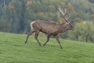 One Red Deer stag (Cervus elaphus) at the rutting season, walking over a meadow, calling. A forest