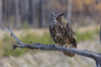 One Eurasian Eagle Owl, Bubo bubo, sitting on a branch of a dead tree. A forest with some fall