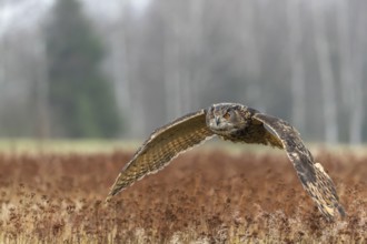 One male Eurasian Eagle Owl, Bubo bubo, flying over a meadow. Slight fog around. A forest in the