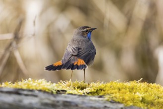 Bluethroat (Luscinia svecica cyanecula), adult male, displaying in its breeding territory, by