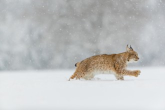 One young male Eurasian lynx, (Lynx lynx), running over a deep snow covered meadow in with a forest