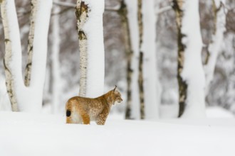 One young male Eurasian lynx, (Lynx lynx), walking over a deep snow covered meadow with a forest in