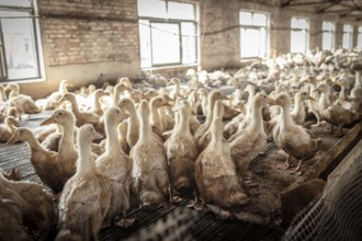 Ducks in rearing station, Jiang Su Salted Duck Farming Co. Ltd, Xiang Shui County, China, Asia