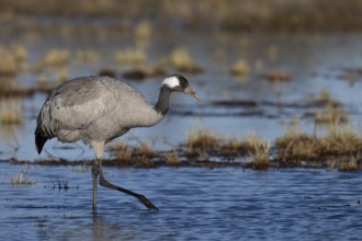 Common crane (Grus grus), Hornborga, Sweden, Europe