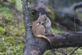 One cougar kitten, Puma concolor, resting in a tree with some green vegetation in the background