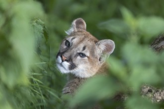 One puma kitten, Puma concolor, sitting in dense green vegetation. Only the face can be seen,