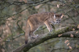 One young adult cougar, Puma concolor, standing on a big branch high up in an oak tree