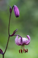 Martagon or Turk's Cap lily (Lilium martagon), close up of an open blossom and a closed bud,