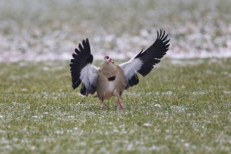 Egyptian goose (Alopochen aegyptiaca), adult bird in flight, landing on a meadow with wings