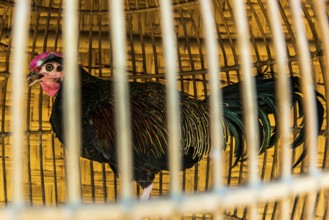 Caged rooster, cage farming, animal husbandry, animal cruelty, law, farm animals, self-sufficient,