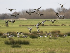 Barnacle goose (Branta leucopsis), flock landing on a meadow, island of Texel, Holland