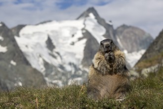 One adult Alpine Marmot, Marmota marmota, sitting in front of the Grossglockner mountain in bright