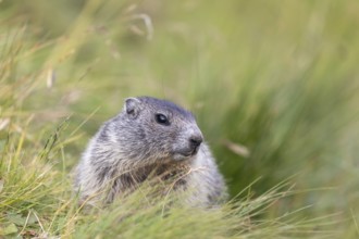 One young Alpine Marmot, Marmota marmota, sitting in high green grass, feeding on some leaves.