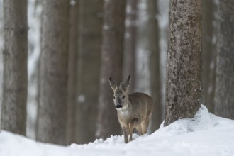 One young male Roe Deer, Roe buck (Capreolus capreolus), walking through a forest in deep snow.