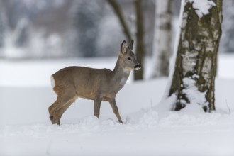 One young male Roe Deer, Roe buck (Capreolus capreolus), standing in a forest in deep snow. Trees