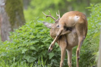 One male Roe Deer, Roe buck (Capreolus capreolus), walking on the forest floor through dense