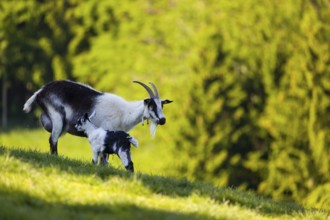 A female peacock goat (Capra aegagrus f. hircus) with her young is standing on a fresh green meadow