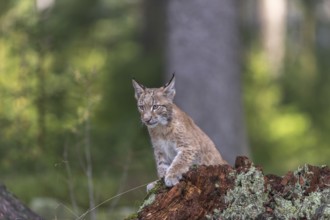 One young Eurasian lynx, (Lynx lynx), standing on a rotten tree stump in a forest. Green vegetation
