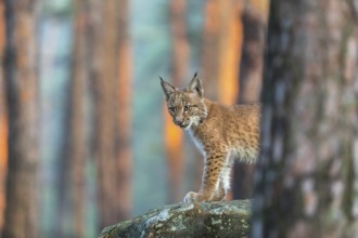 One young Eurasian lynx, (Lynx lynx), standing on a rock in a forest. Early morning light at