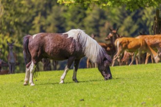 One pony (Equus ferus caballus) grazes on a meadow together with some red deer