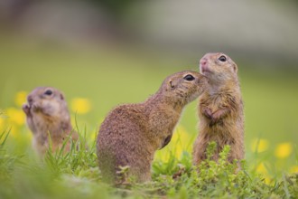 Three adult European ground squirrel (Spermophilus citellus) or European souslik stand tall in