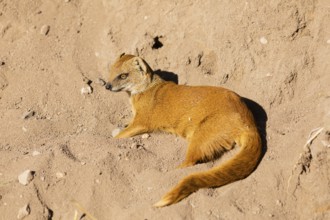 One yellow mongoose, Cynictis penicillata, or red meerkat resting on sand, eyes open