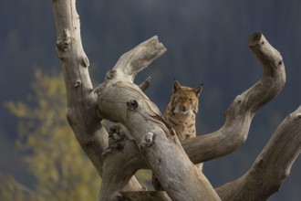 One Eurasian lynx, (Lynx lynx), standing high up on a dead tree. Frontal view with mountains and