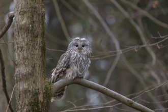 One Ural owl (Strix uralensis) sitting on a branch of a tree in a forest