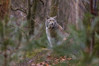 One adult Eurasian lynx, (Lynx lynx), sitting in the undergrowth of a forest floor
