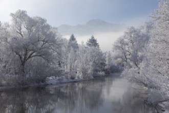 Lake Kochelsee in Bavaria, Germany. River Loisach leaving the lake. Winter, hoar frosted trees