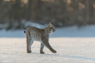 One young male Eurasian lynx, (Lynx lynx), walking over a snow covered meadow in backlight